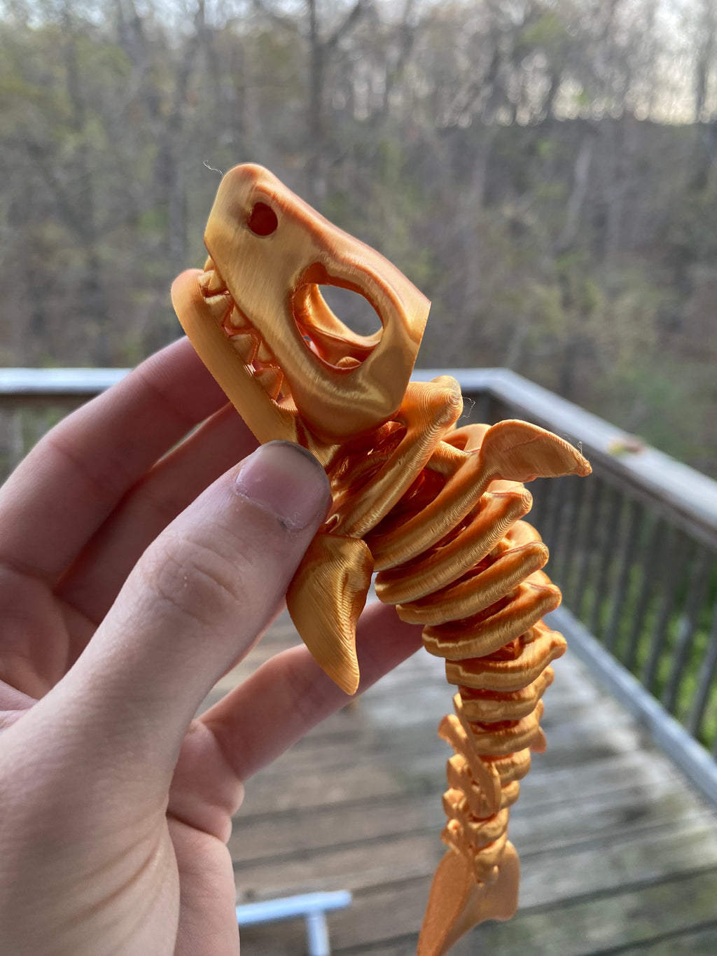 Shark Skeleton