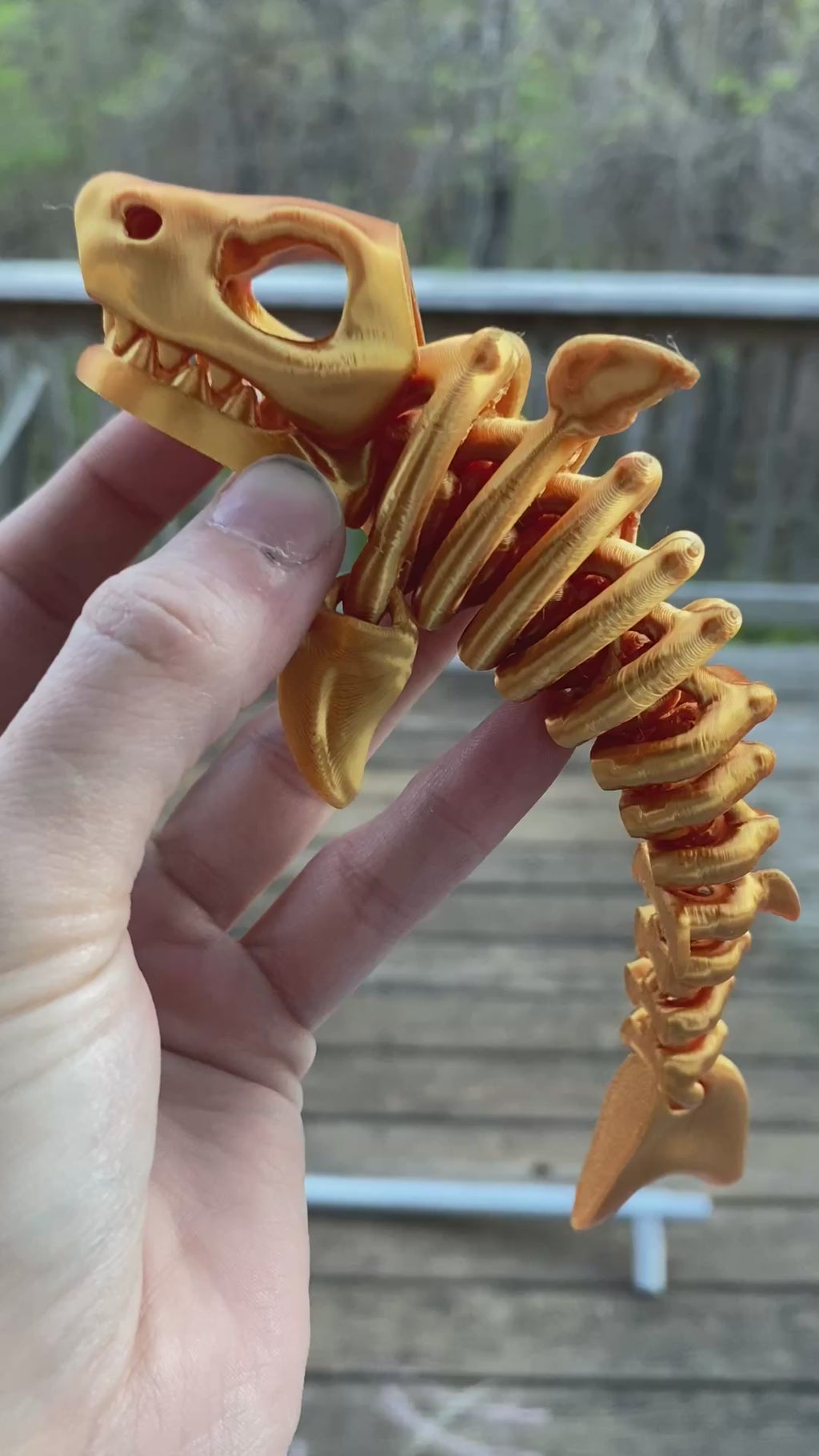 Shark Skeleton